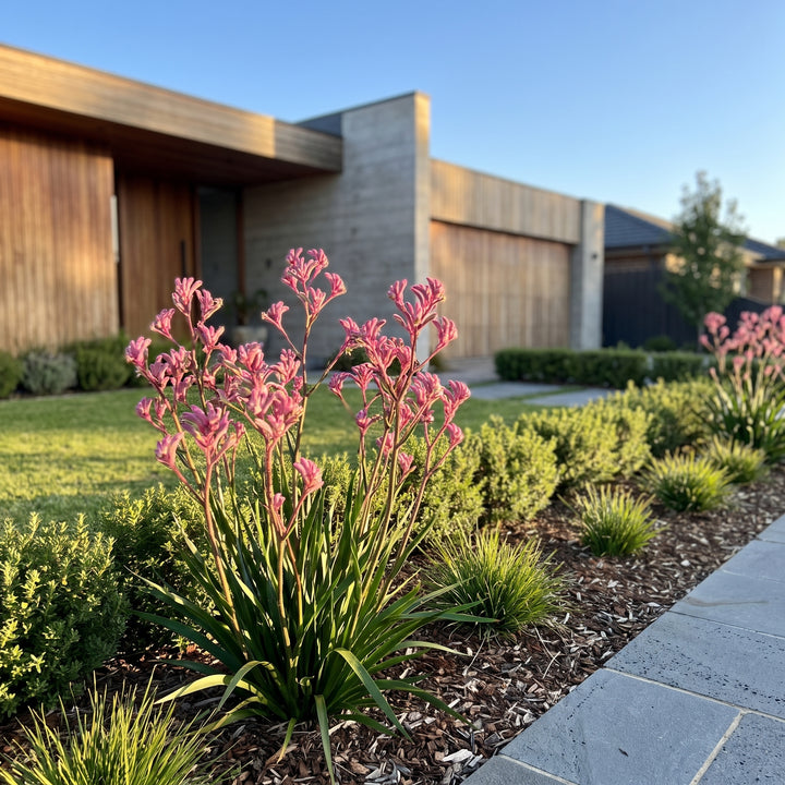 Kangaroo Paw