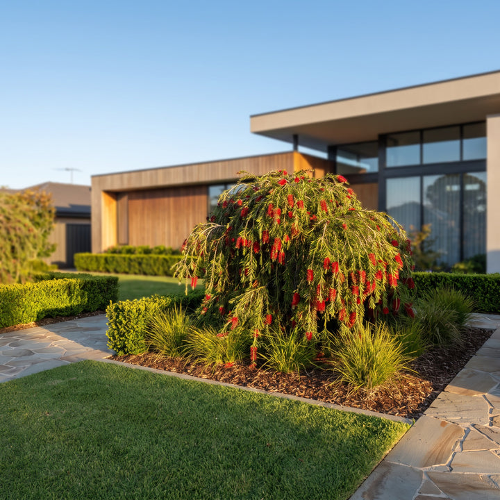 Weeping Bottlebrush