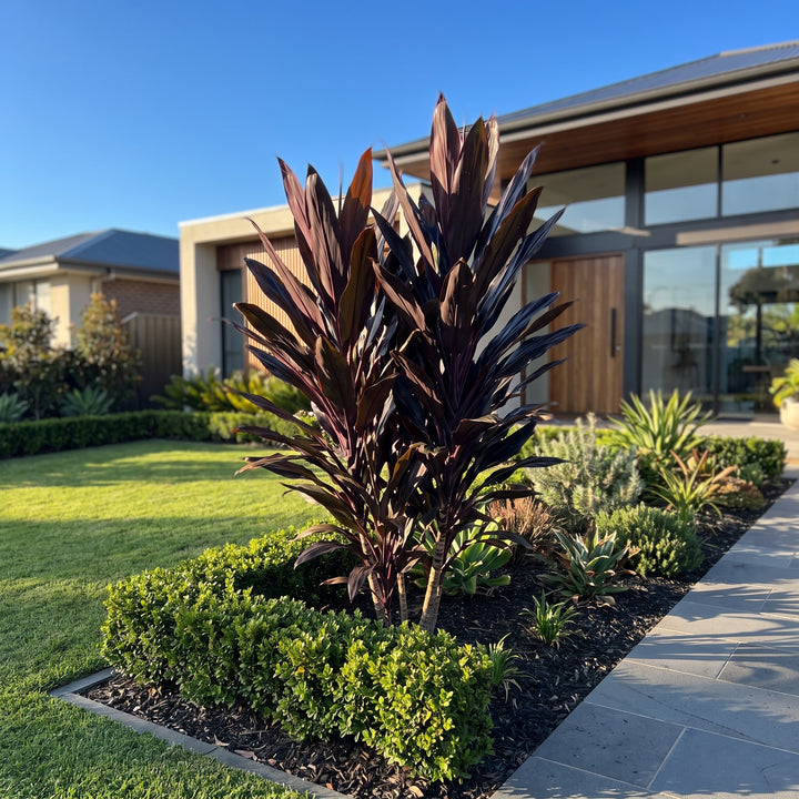 Cordyline Caruba Black TM