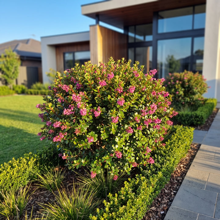 Escallonia macrantha Pink Pixie