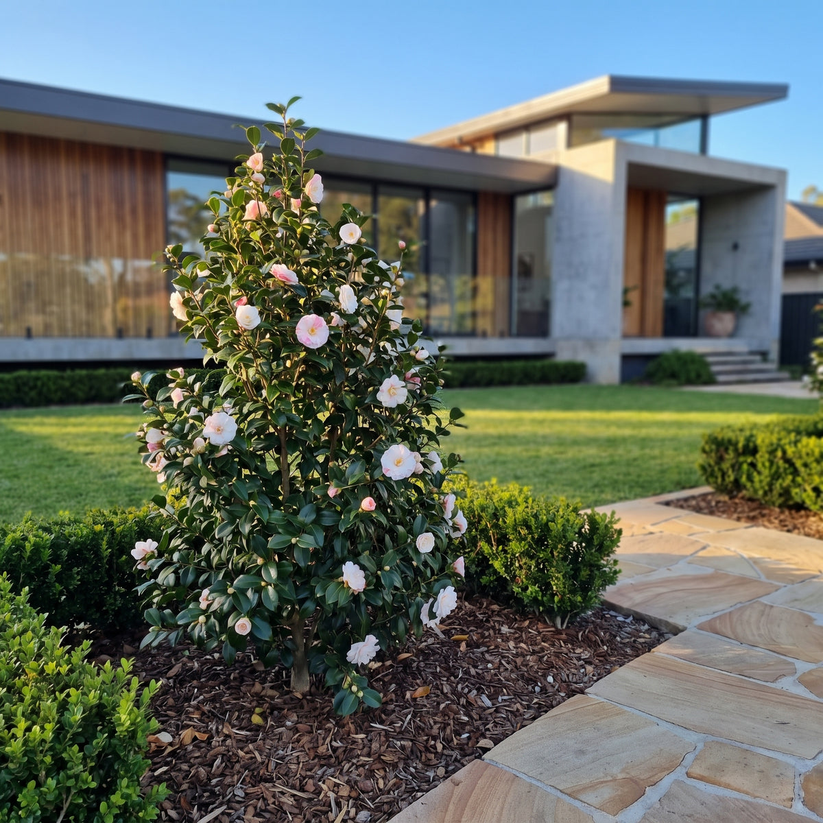 Camellia Star Above Star