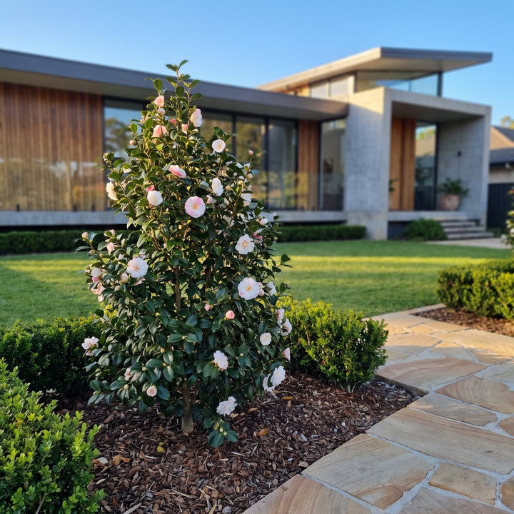 Camellia Star Above Star