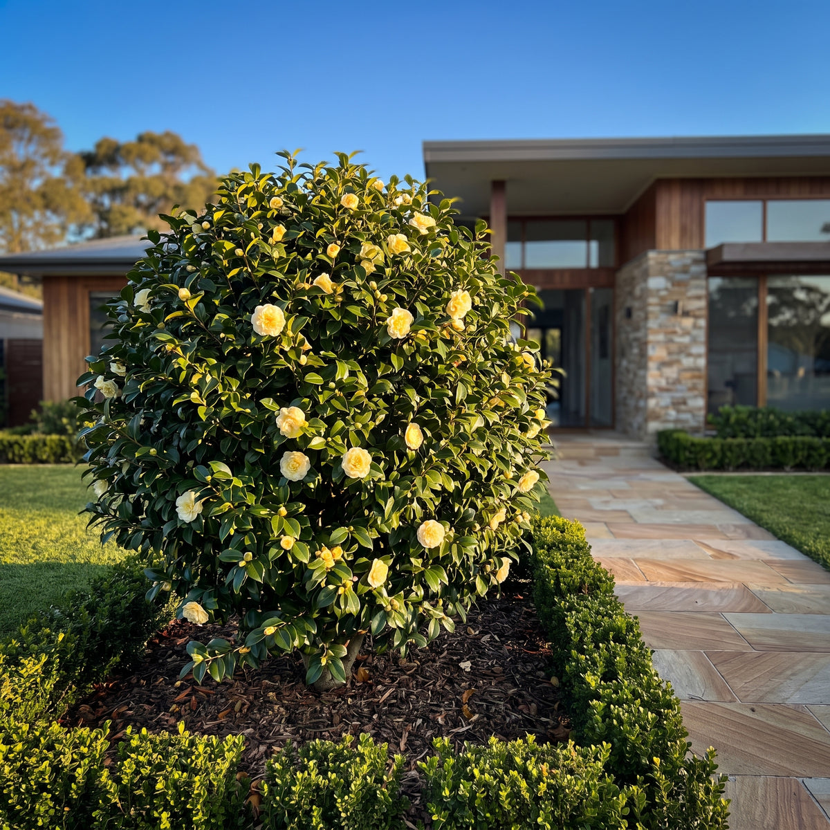 Japanese Camellia