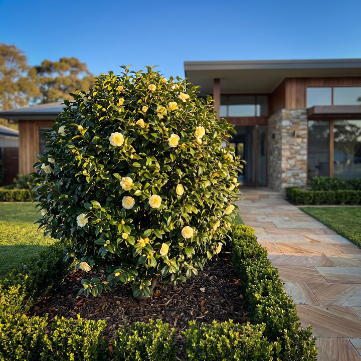 Japanese Camellia