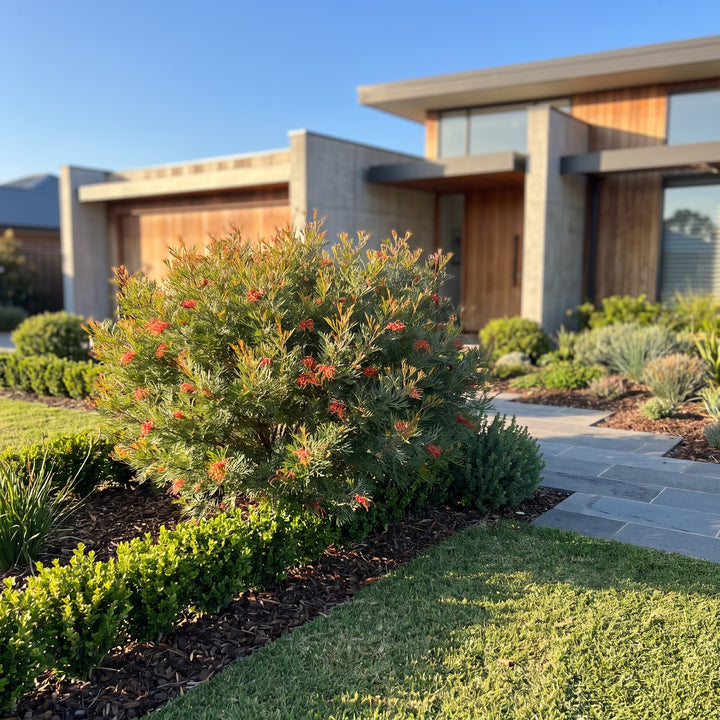 Grevillea Winpara Gem