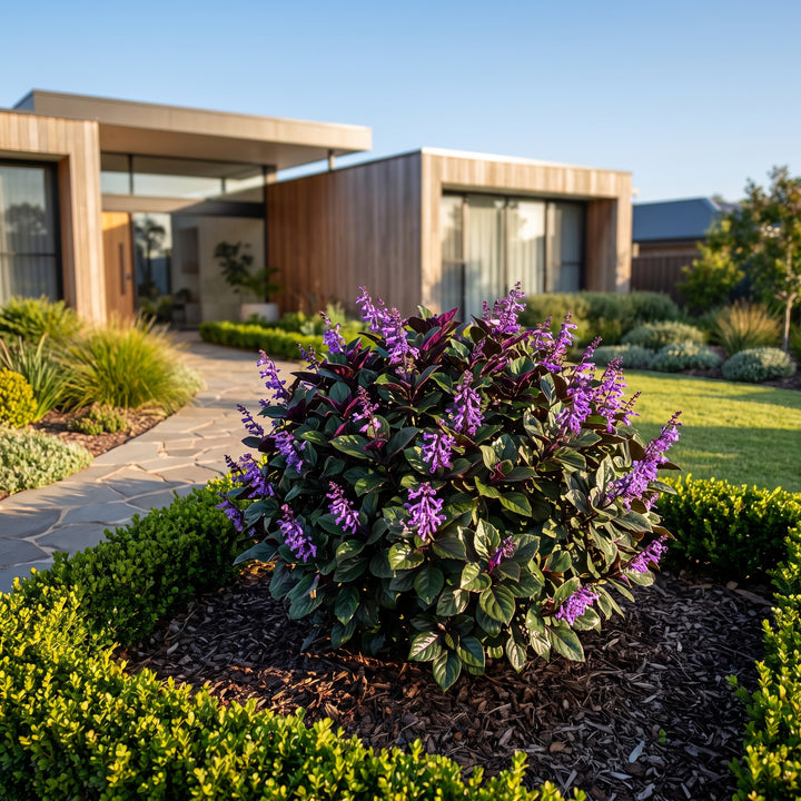 Plectranthus Mona® Amethyst