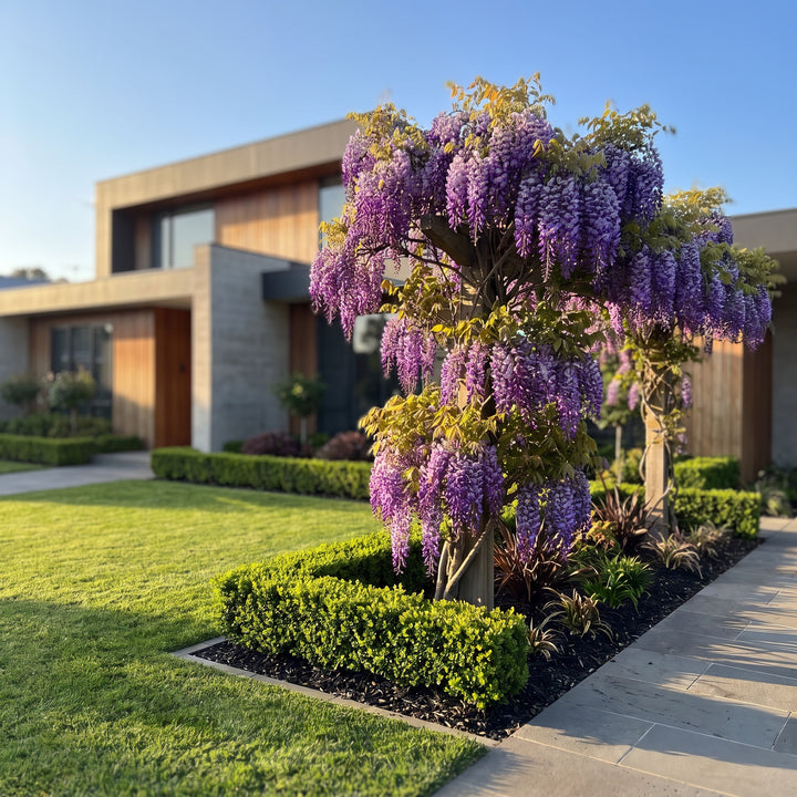 Japanese Wisteria