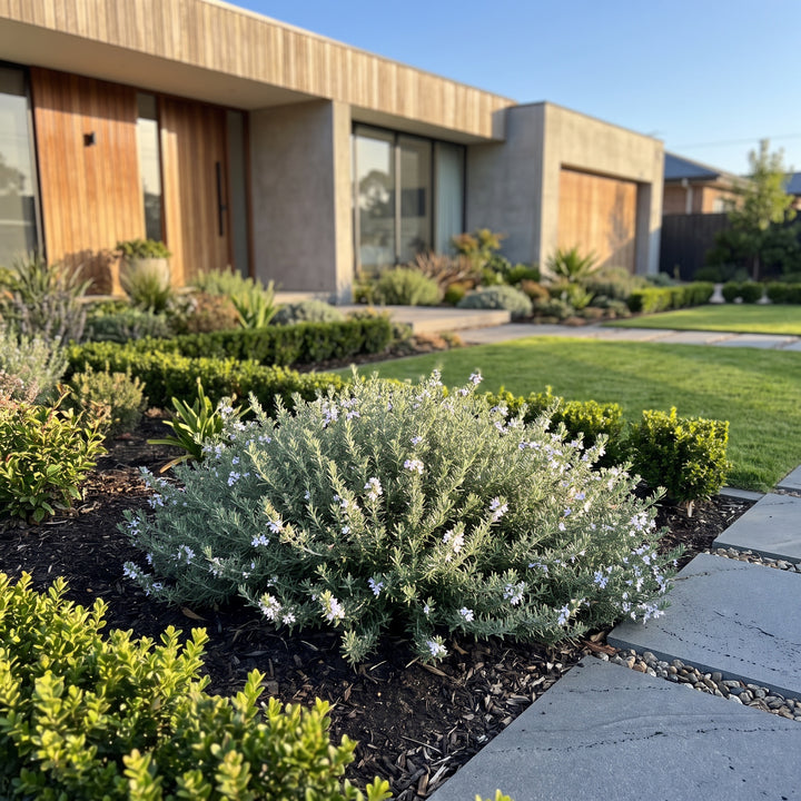 Native Rosemary