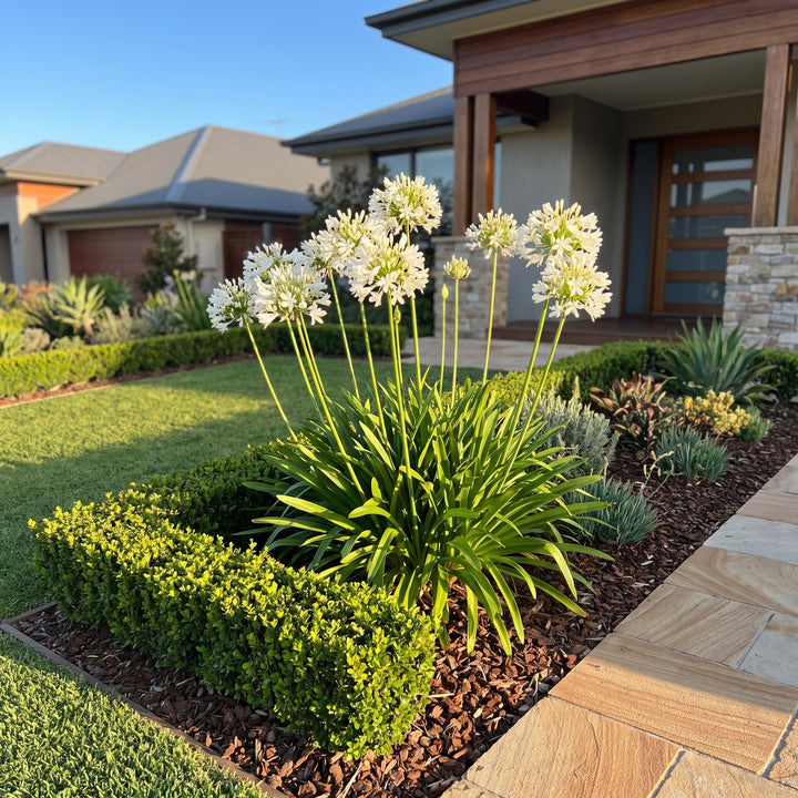 Agapanthus orientalis White