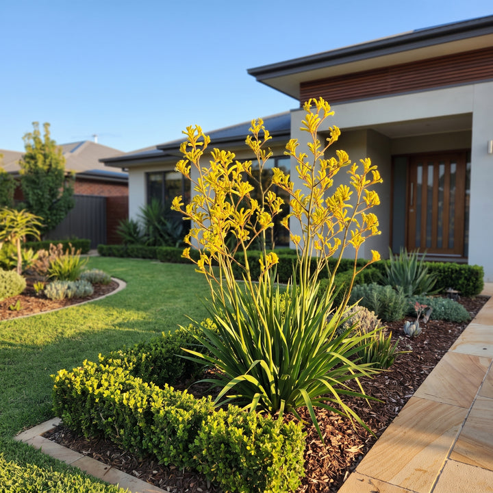 Kangaroo Paw