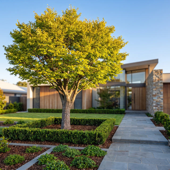 Japanese Zelkova