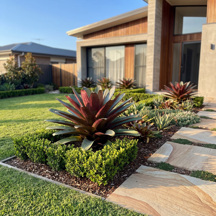 Giant Bromeliad
