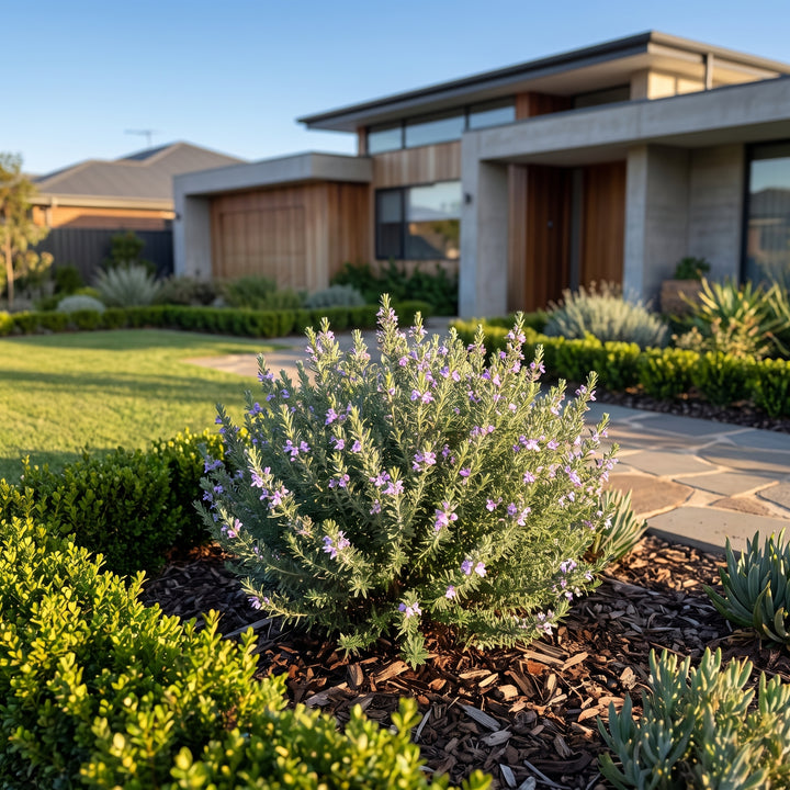 Native Rosemary