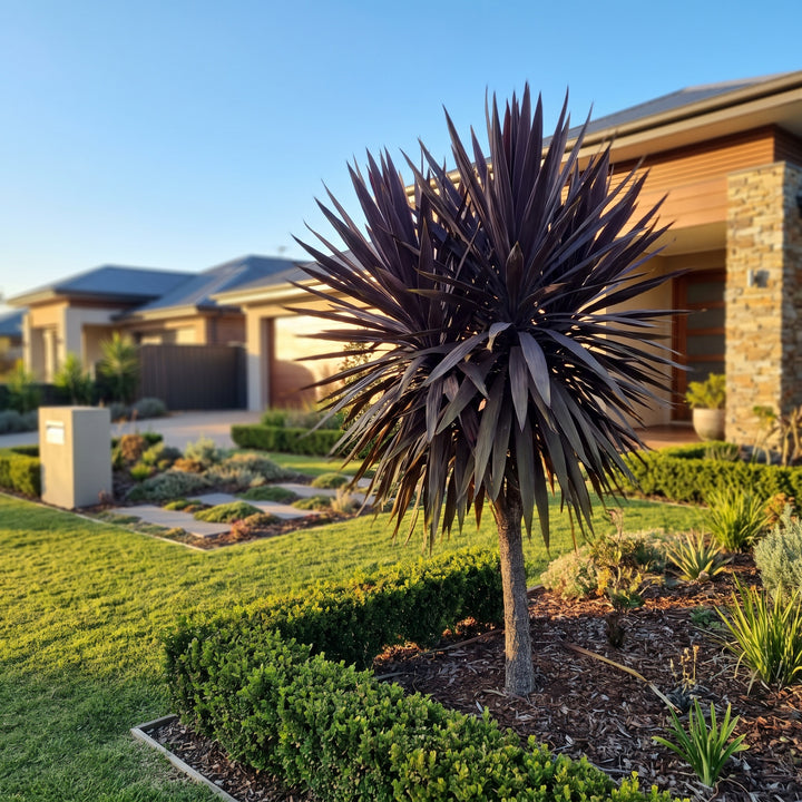 Cabbage Tree