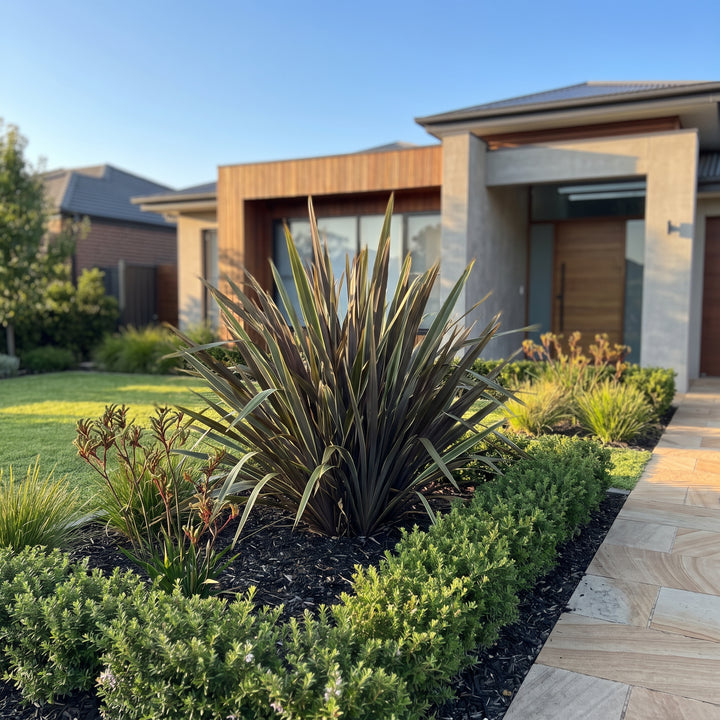 New Zealand Flax