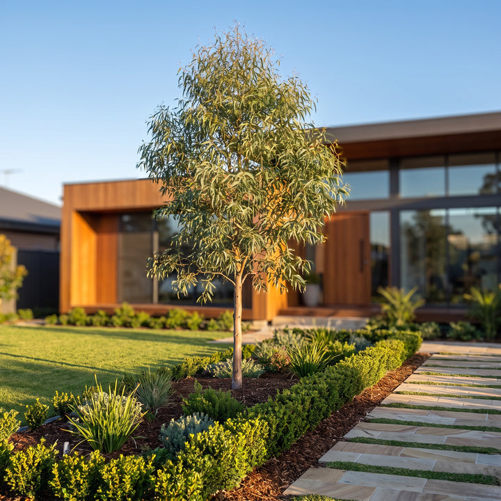 Gum Tree