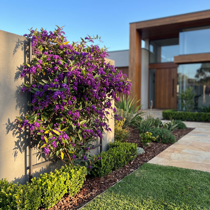 Purple Coral Pea