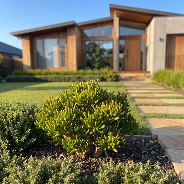 Jade Plant