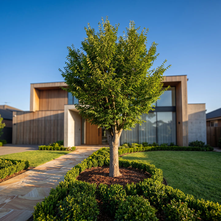 Japanese Zelkova