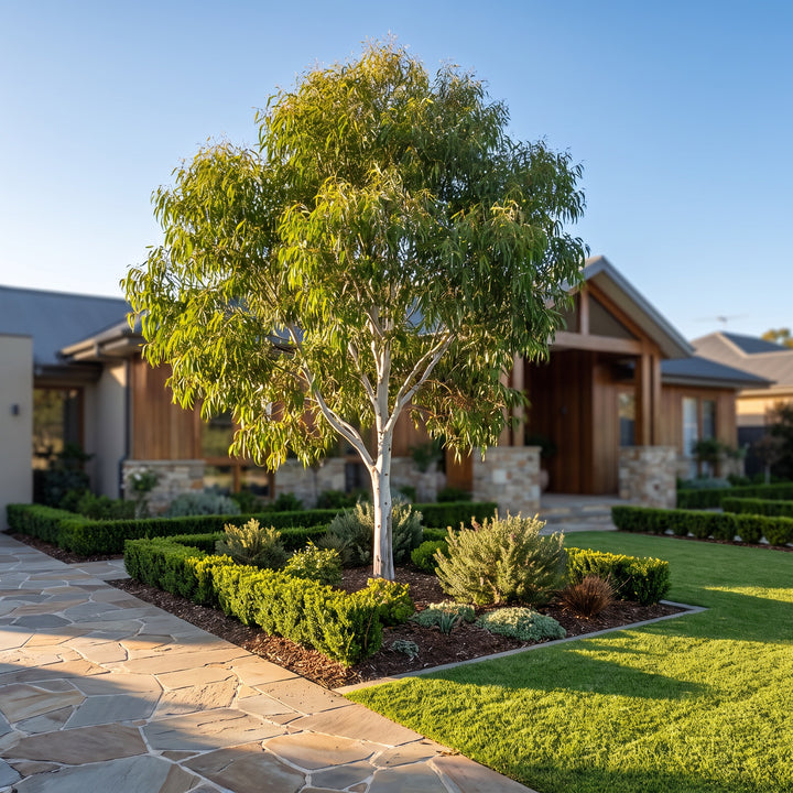 Lemon Scented Gum