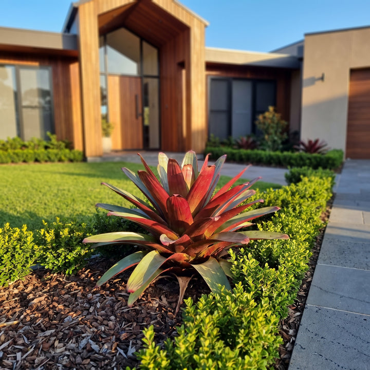 Bromeliad