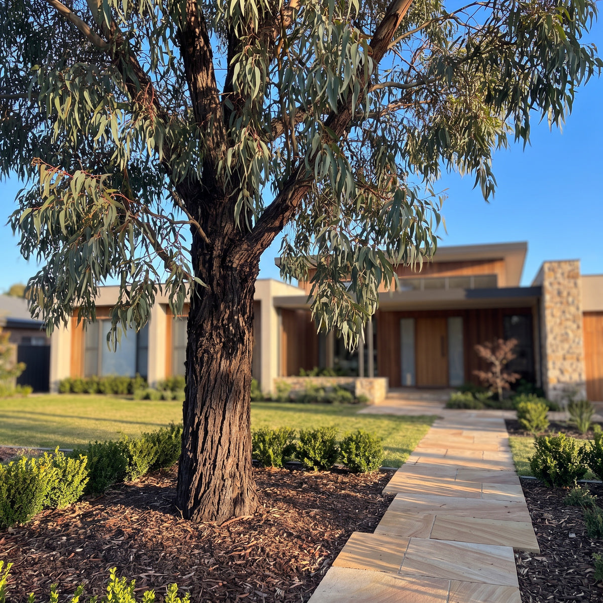 Gum Tree