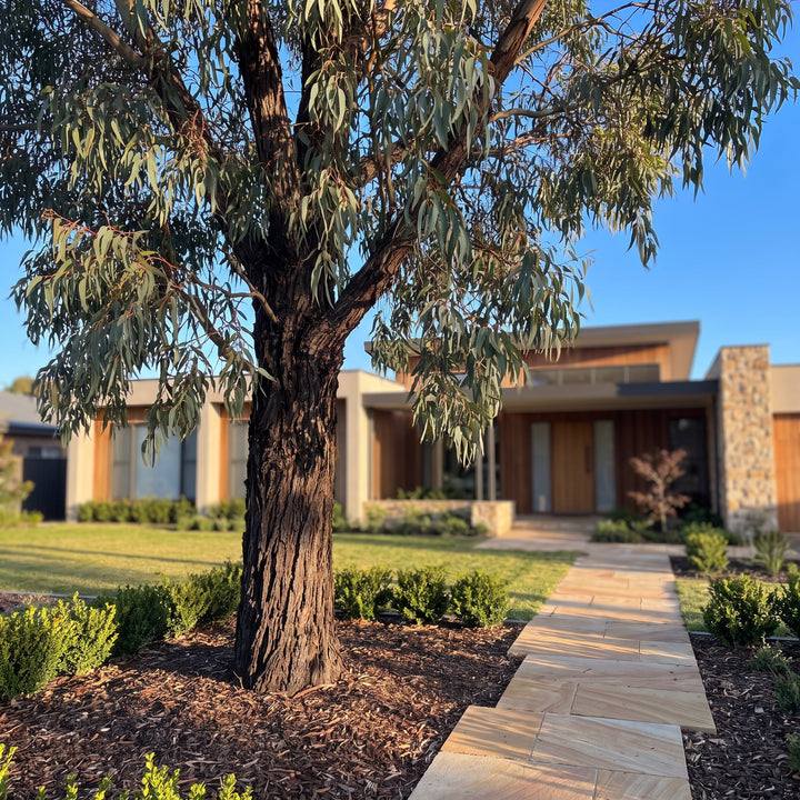 Gum Tree