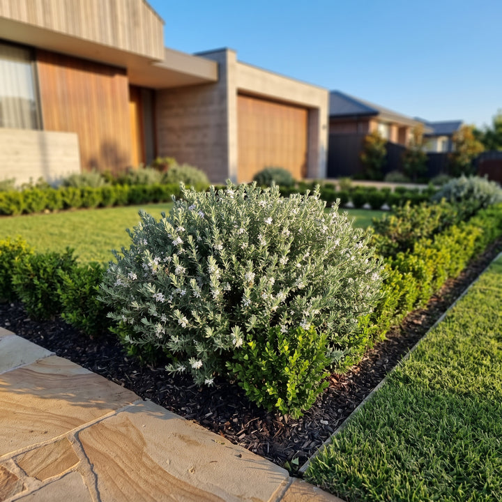 Native Rosemary