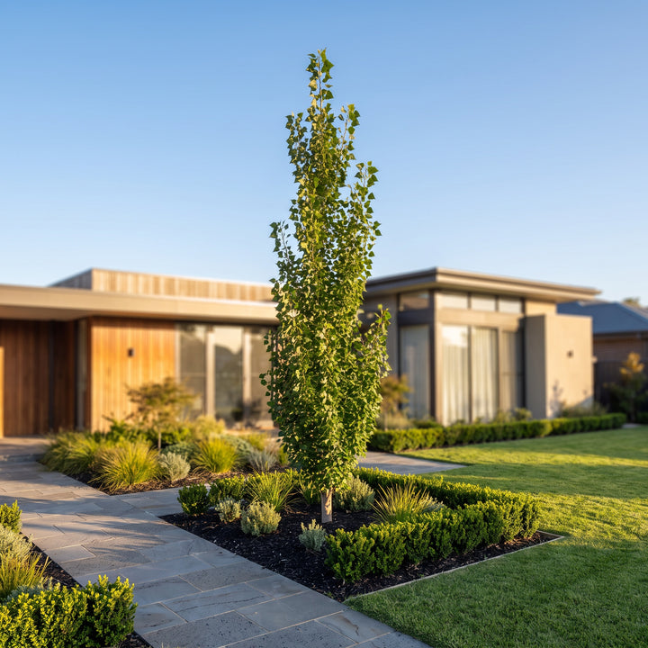 Hybrid Poplar