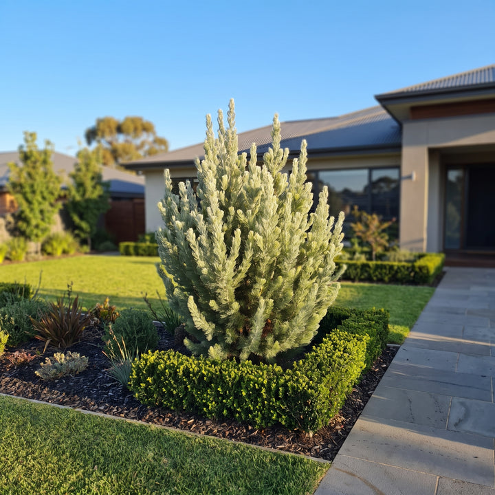 Woolly Bush