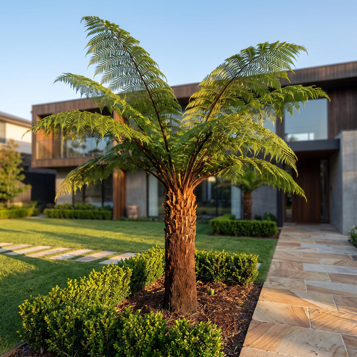 Tree Fern