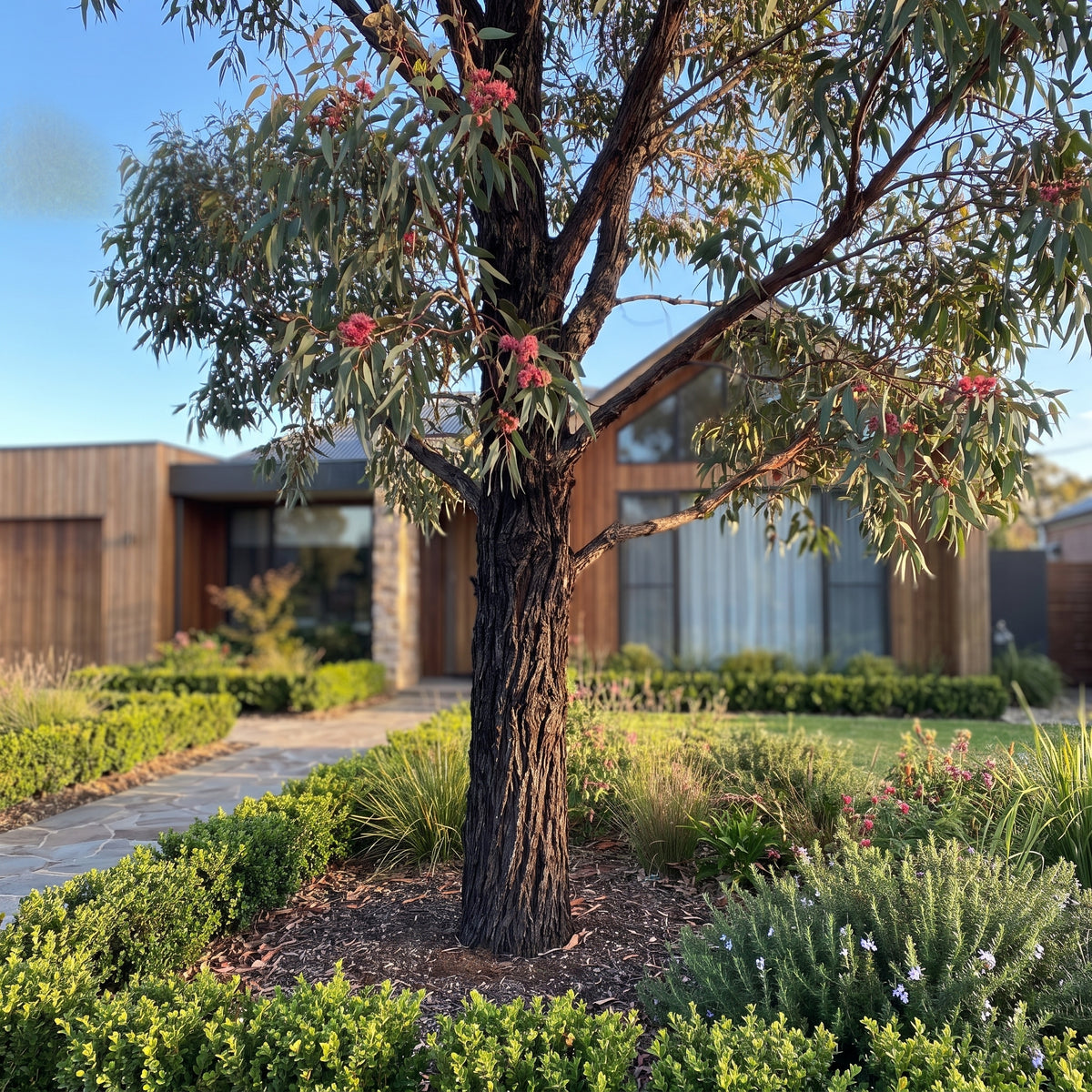 Gum Tree