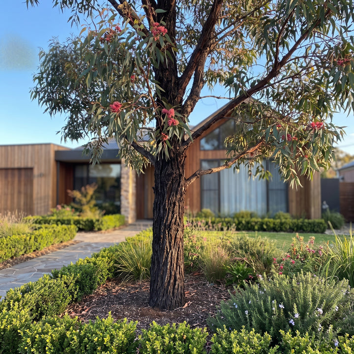 Gum Tree