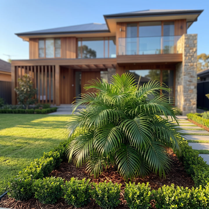 Cascade Palm