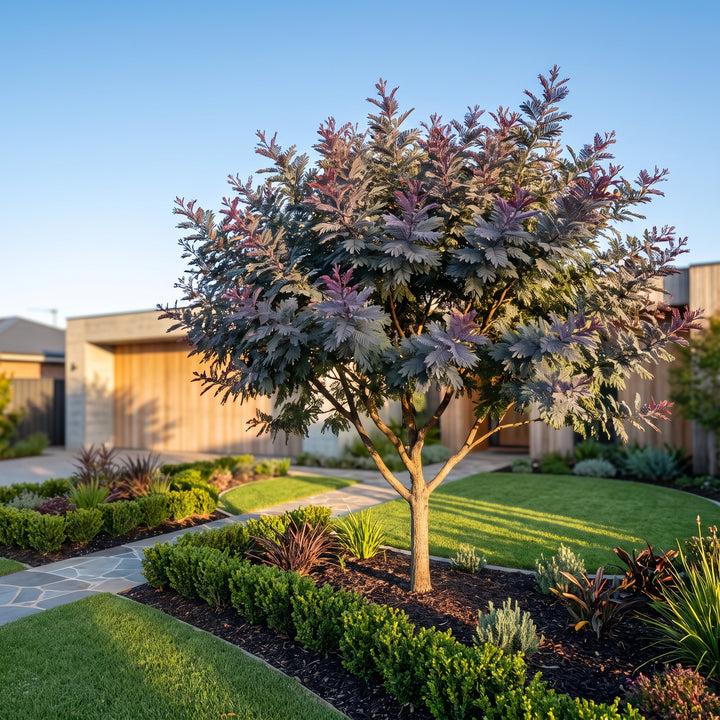 Wattle