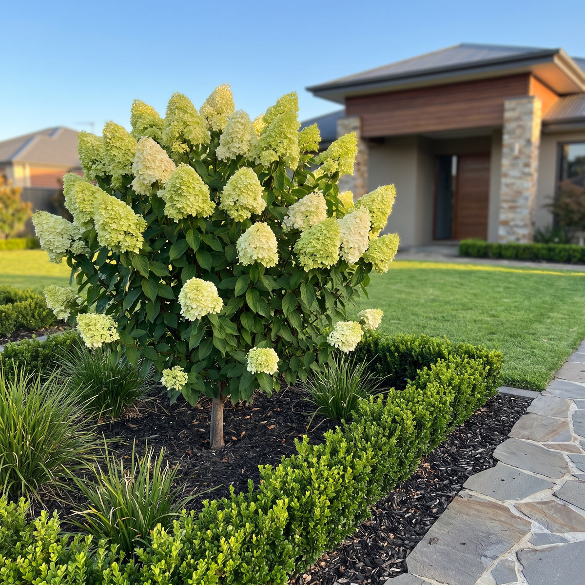 Panicle Hydrangea