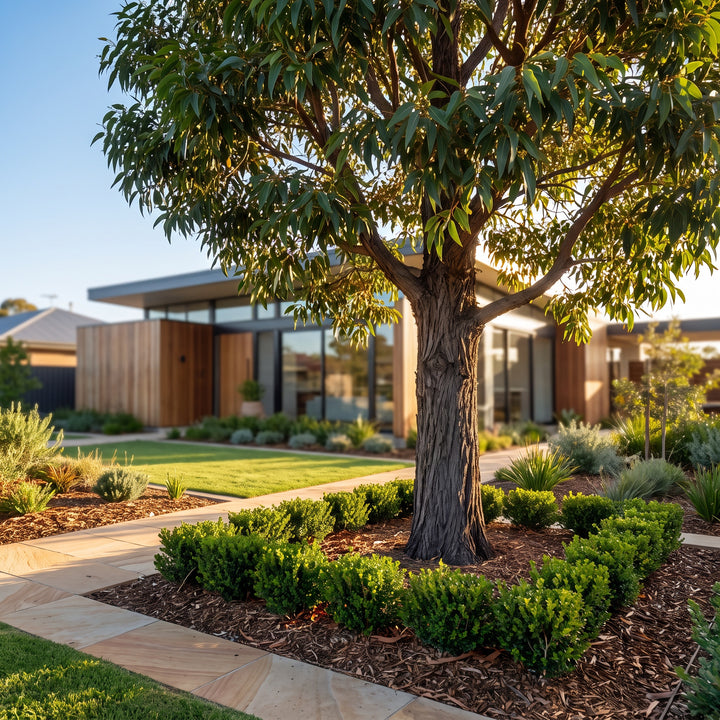 Gum Tree