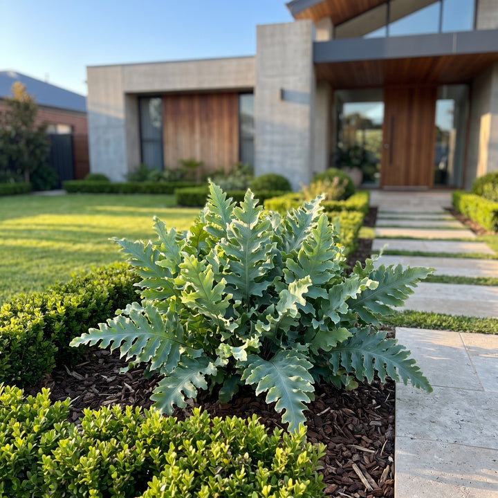 Blue Star Fern