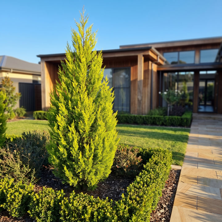 Slender Cypress Pine