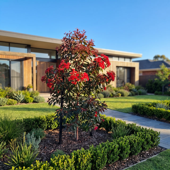 Red Flowering Gum