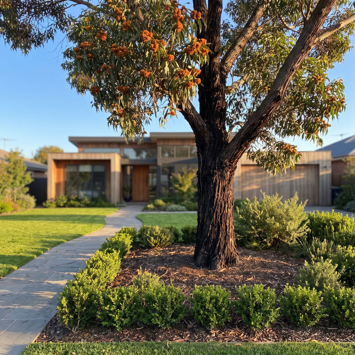 Gum Tree
