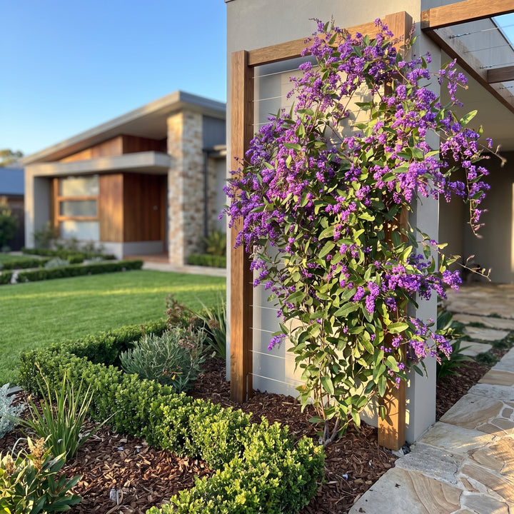 Purple Coral Pea