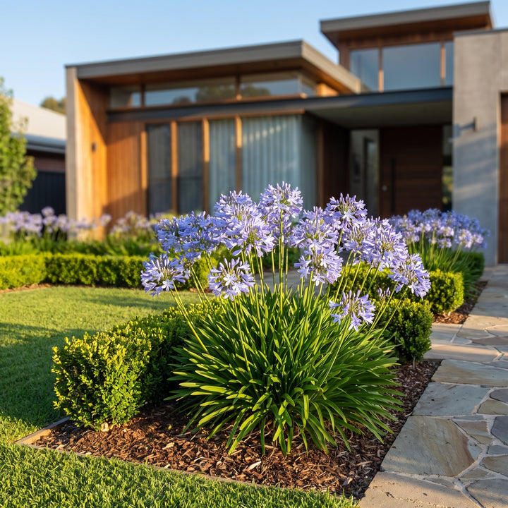 Agapanthus Baby Pete PBR