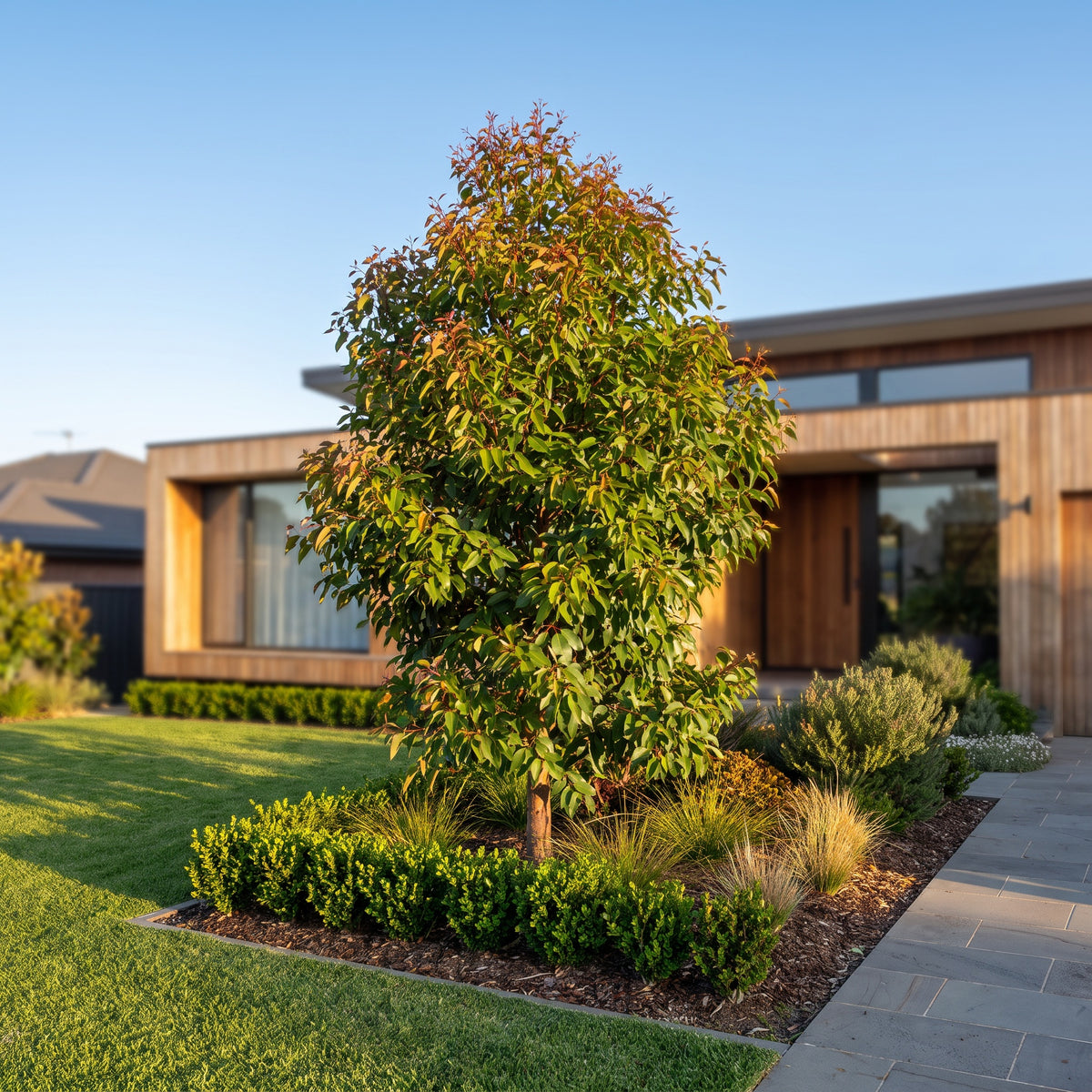 Bloodwood