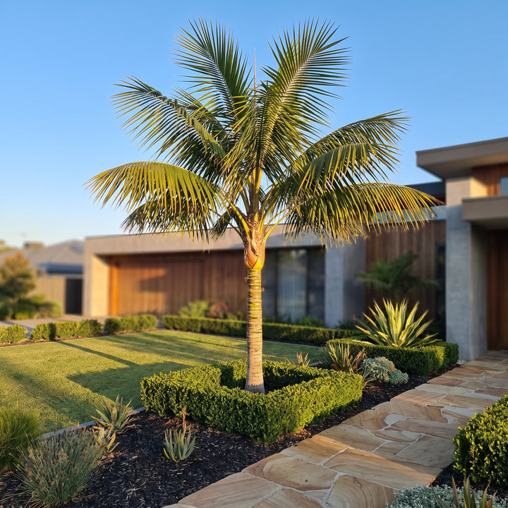 Cocos Palm