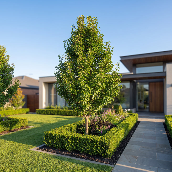 Ornamental Pear