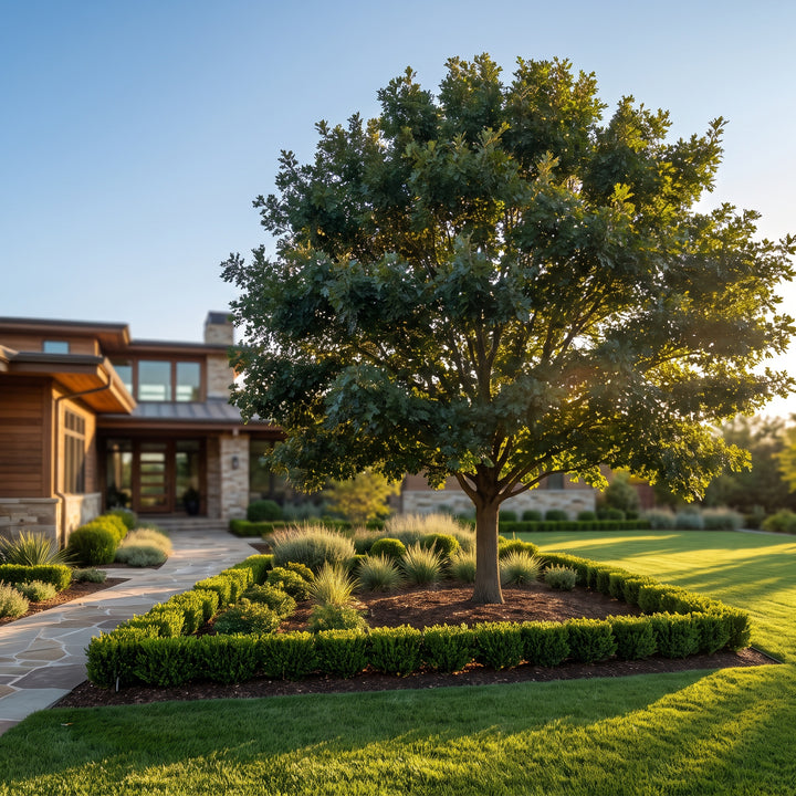 Water Oak