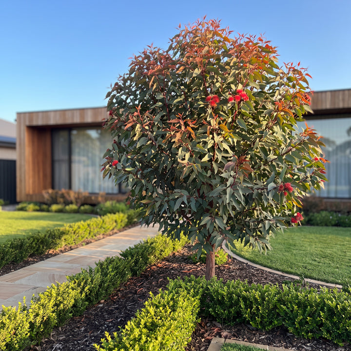 Bloodwood