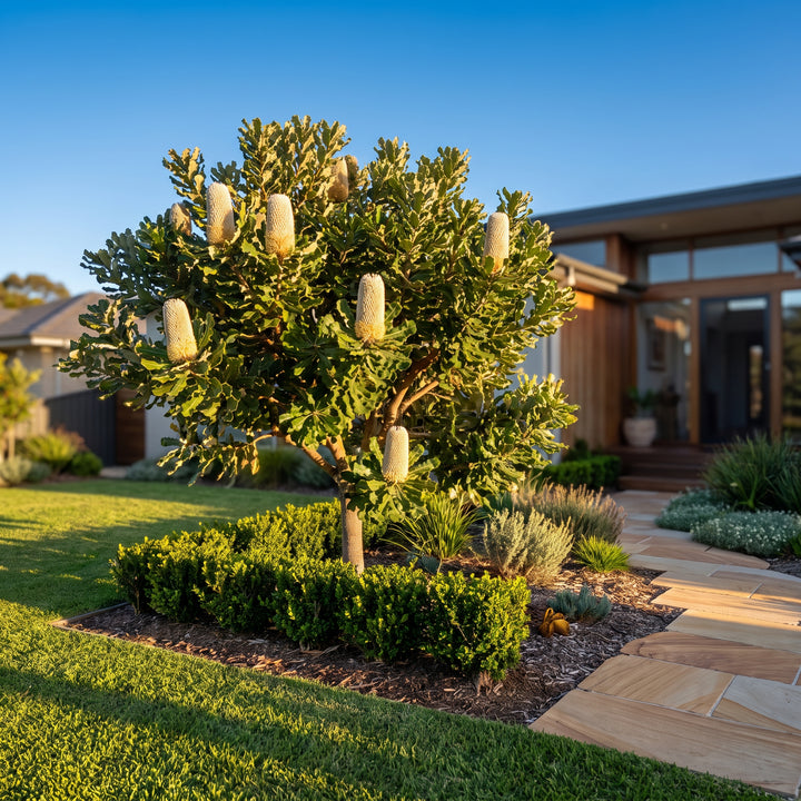 Parrot Bush
