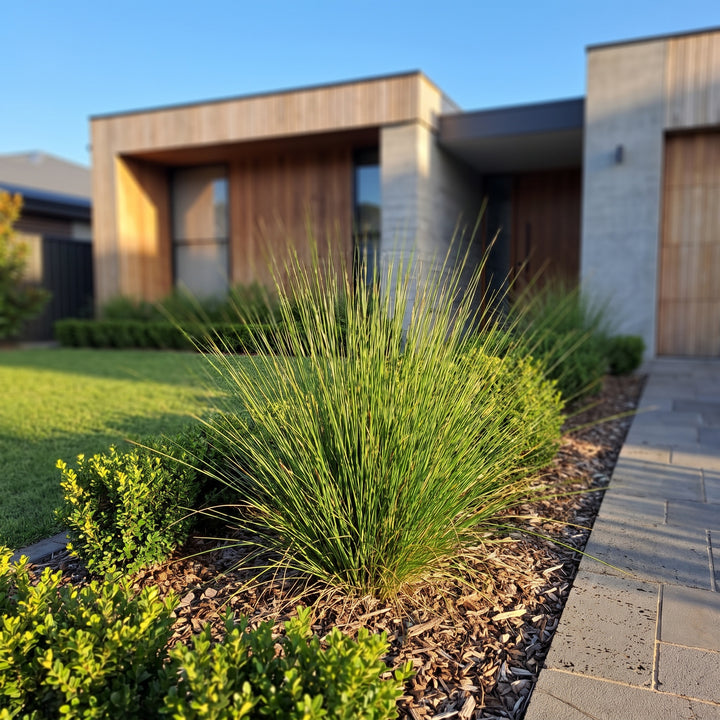 Tussock Grass